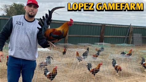 EDGAR LOPEZ..JCL GAMEFARM@ gentri cockpit arena .